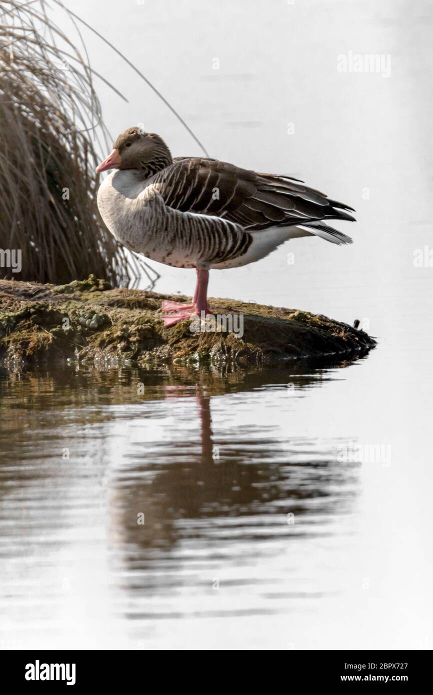 Graylag sorge su una piccola isola di fronte sfocato sfondo reed con spazio di copia Foto Stock