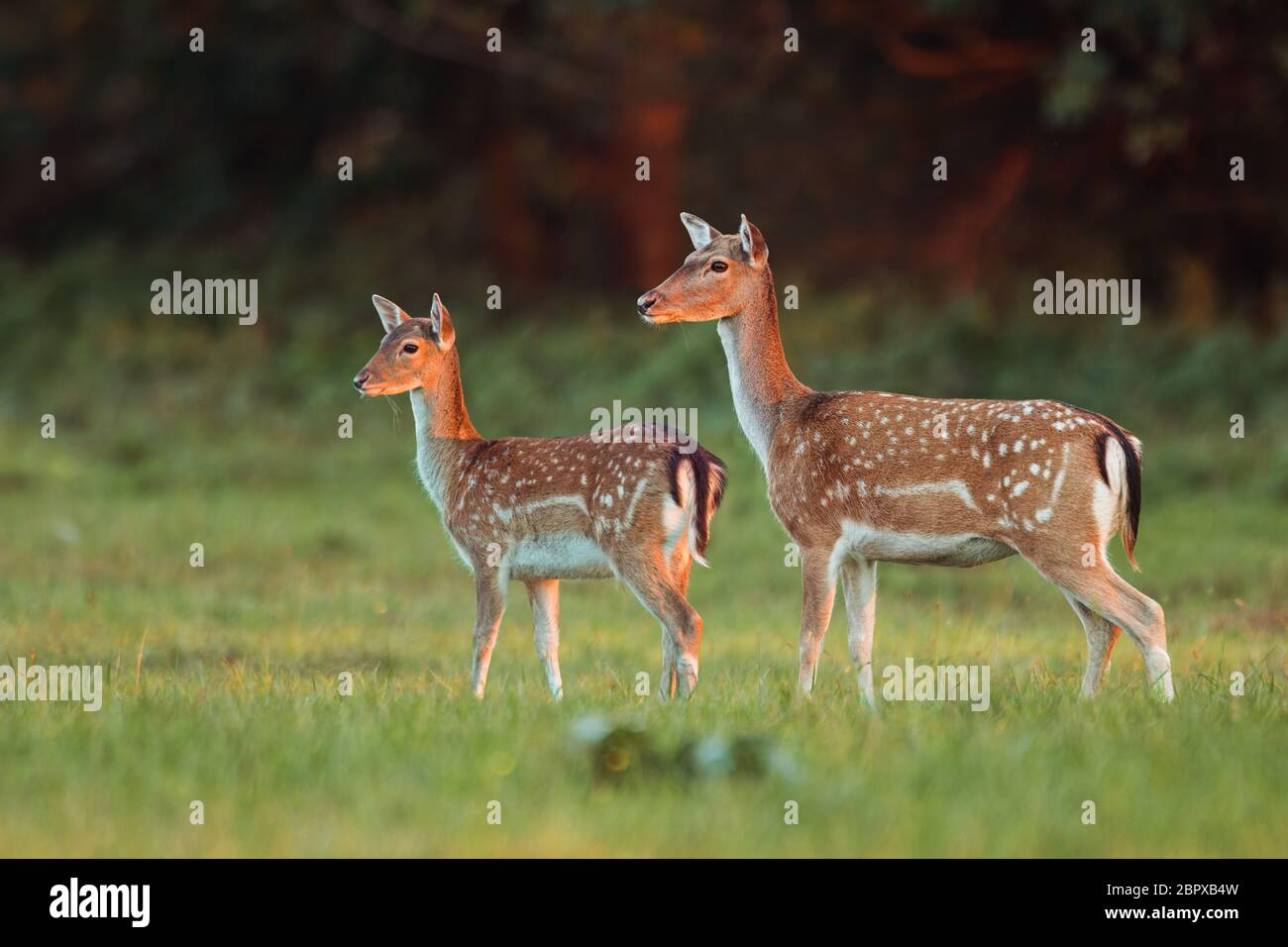 Doe e fawn daini, dama dama, in autunno i colori in ultima sunray. Immagine dettagliata di due animali selvatici con sfondo sfocato. La fauna selvatica scenario wi Foto Stock