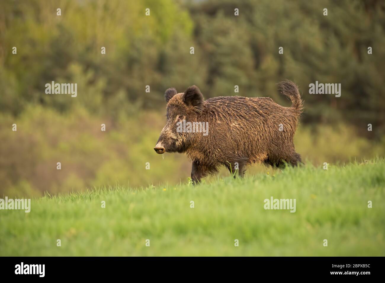 Il cinghiale Sus scrofa, camminando attraverso una molla prato. La fauna selvatica paesaggi con freschi colori verde. Animali selvatici in ambiente naturale. Foto Stock