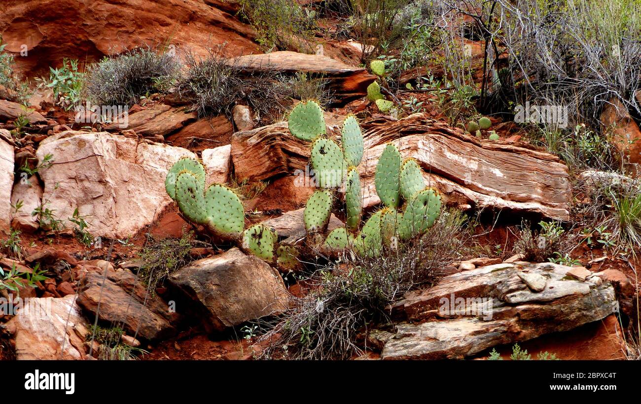 Im Zion Nationalpark Wachsen Kakteen zwischen und Steinen. Vegetazione in Utah in den Vereinigten Staten in Zion National Park cactus crescere tra Foto Stock