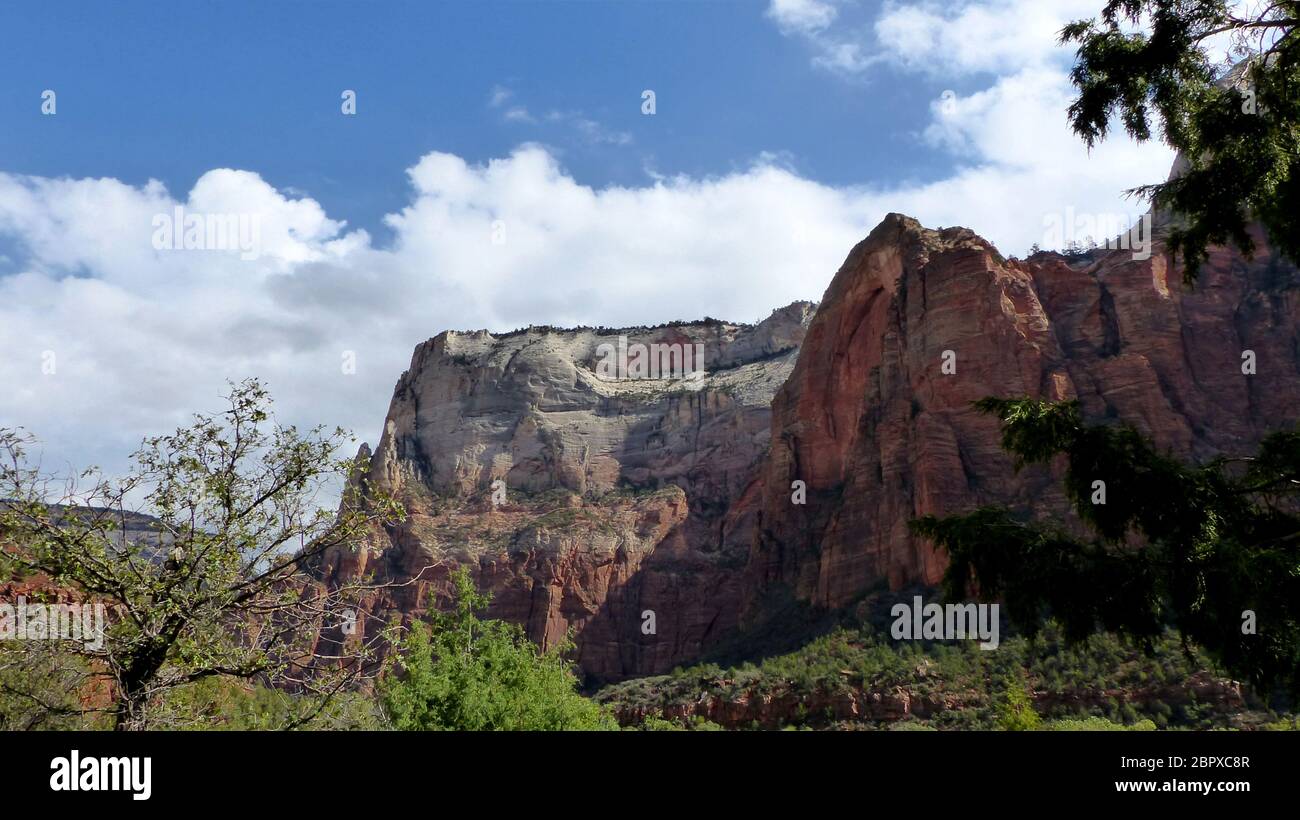 Rote steile Felsgipfel, grüne Bäume und blauer Himmel mit weißen Wolken, Landschaft im Zion Nationalpark in Utah in den Vereinigten Staaten Red Steep Foto Stock