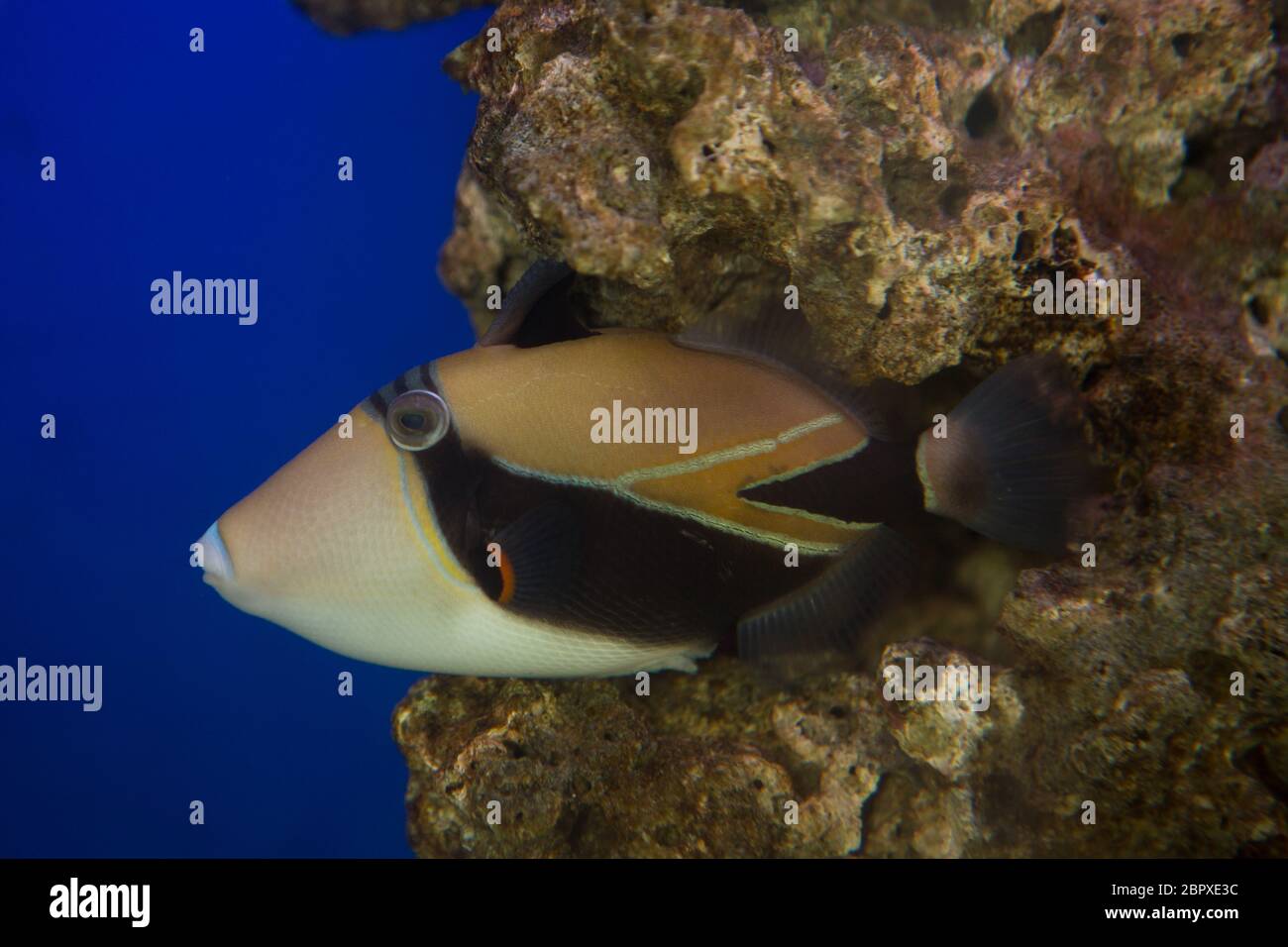 Laguna pesci balestra Rhinecanthus aculeatus , noto anche come i pesci balestra picasso Aculeatus spinato Foto Stock