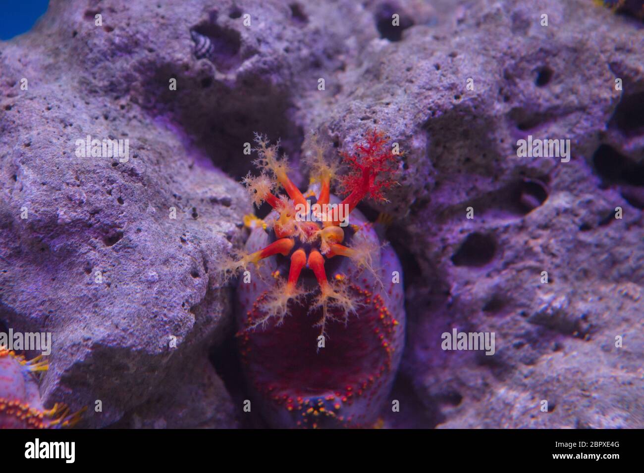 Spese di spedizione apple bloccato al Coral in Oceanarium Foto Stock