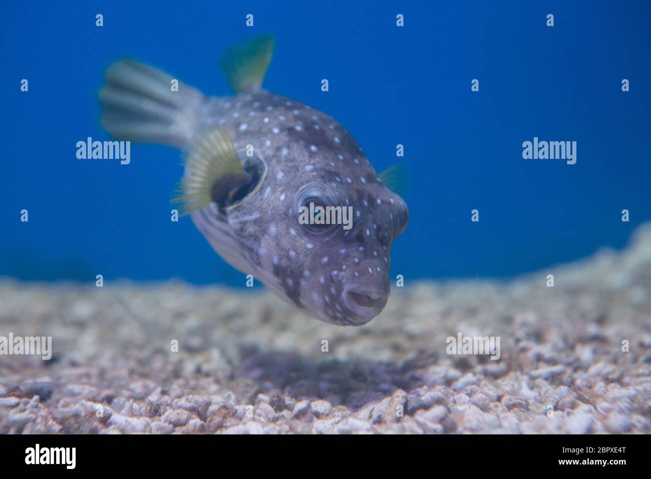 Brown puffer o puffer di colore marrone o marrone dog-pesce, o cane oculare-pesci Foto Stock