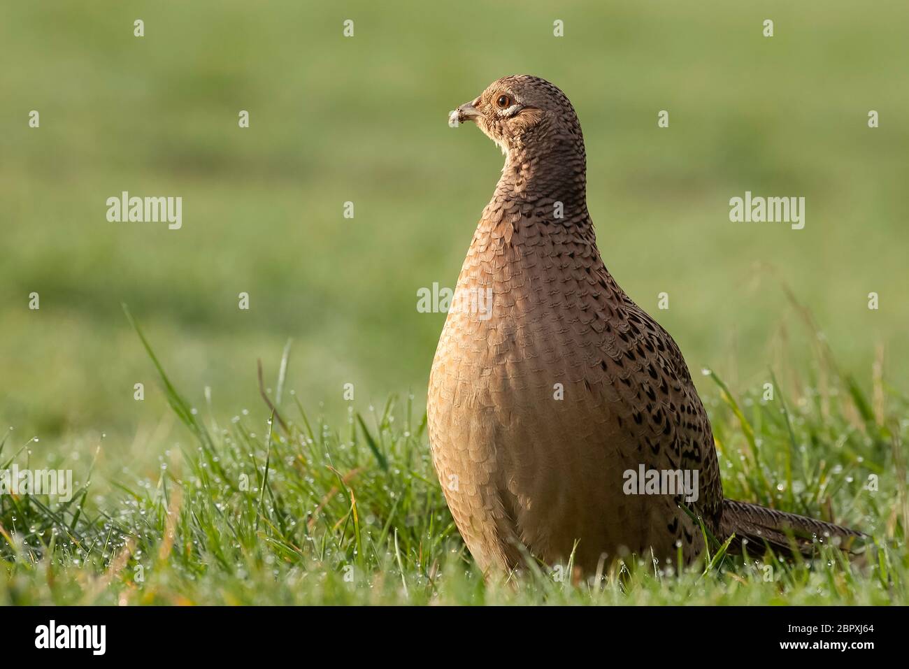 Il fagiano Femal close up con la luce del sole di mattina. Unico uccello selvatico sul terreno su terreni agricoli erba. Chiazzato marrone wlidlife sfumato. Foto Stock