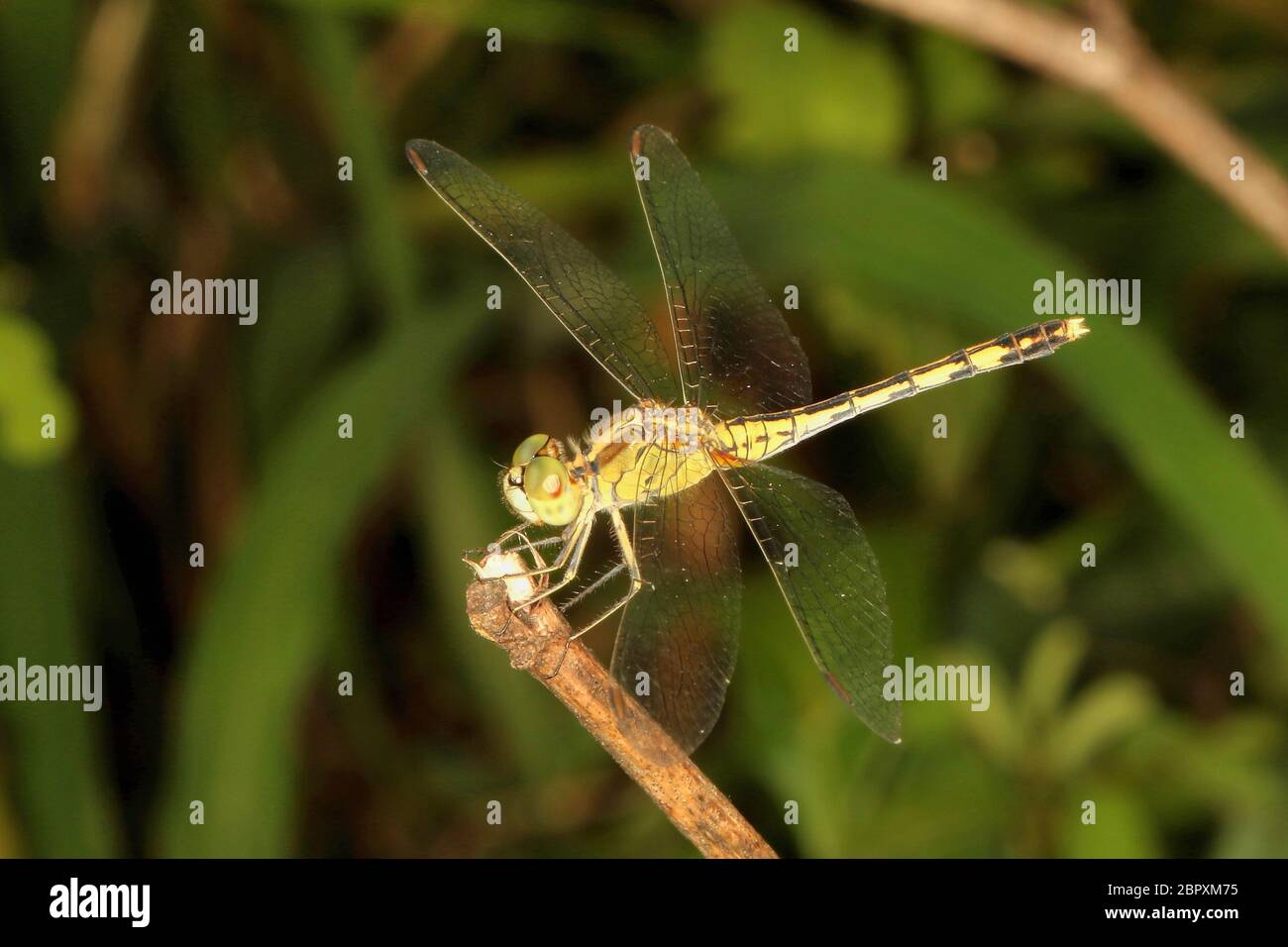 Green Marsh Hawk Dragonfly, Orthetrum sabina , Hesaraghatta, Bangalore, Karnataka, India Foto Stock