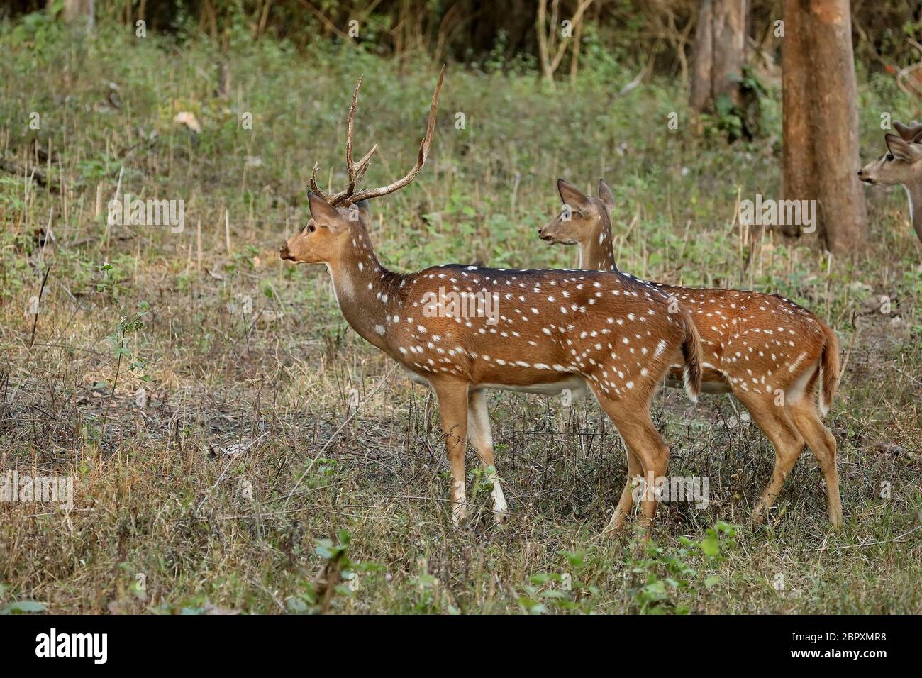 Cervi, asse, Parco Nazionale di Bandipur, Karnataka, India Foto Stock
