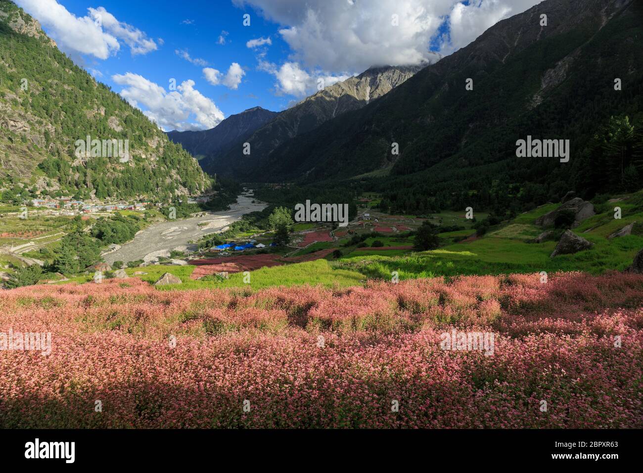 Uno dei nascosti splendore dell'Himalaya, la Valle di Sangla, in Himachal Pradesh, India. Stagione di raccolta dei Buckwheats. Foto Stock