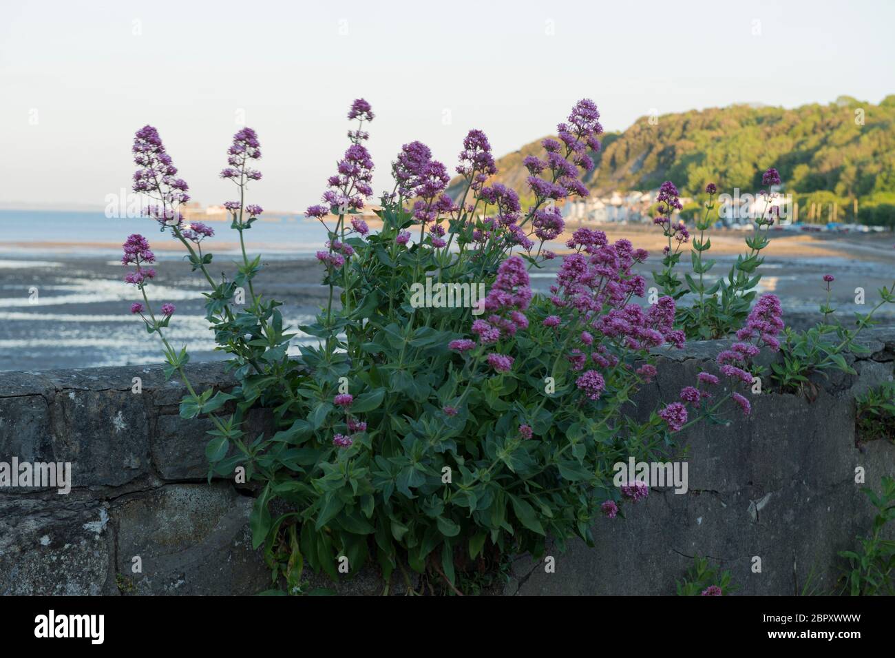 Valeriana rossa una fuga giardino cresce abbondamente nelle calde condizioni del mare intorno a Mumbles, Gower, Galles. Qui naturalizzato e crescendo su un muro. Foto Stock