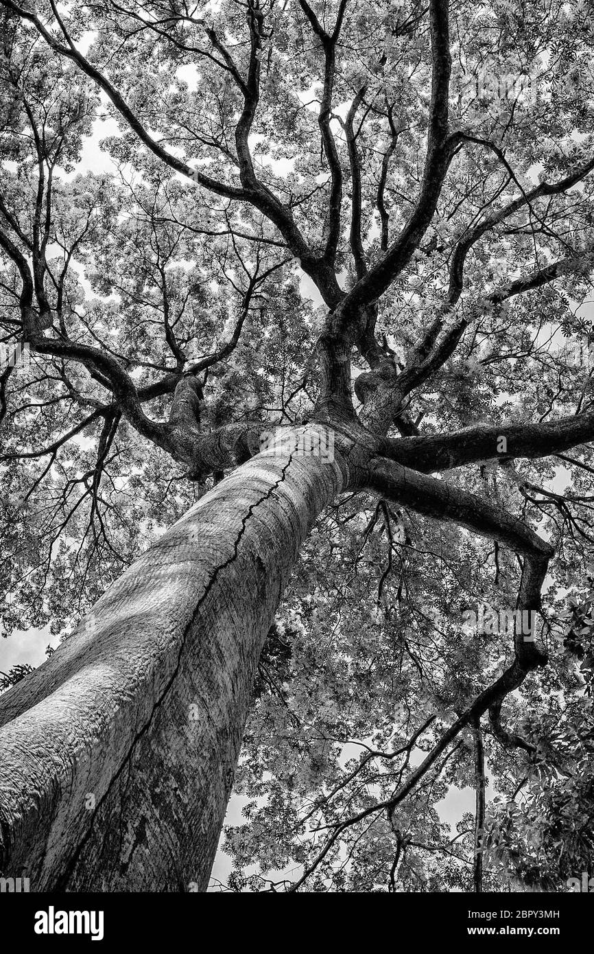 albero alto in bianco e nero Foto Stock