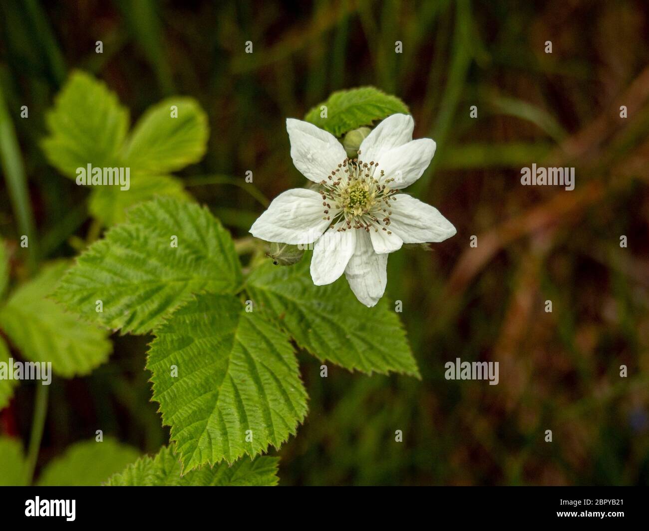Closeup di un fiore bianco e foglie di bacca, Rubus caesius, in una siepa Foto Stock