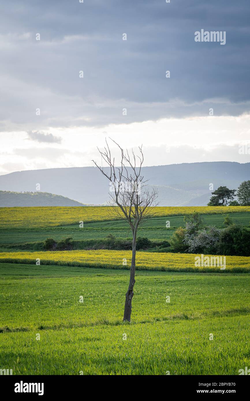 Albero singolo su verde cornfiled davanti alle nuvole di tuoni Foto Stock