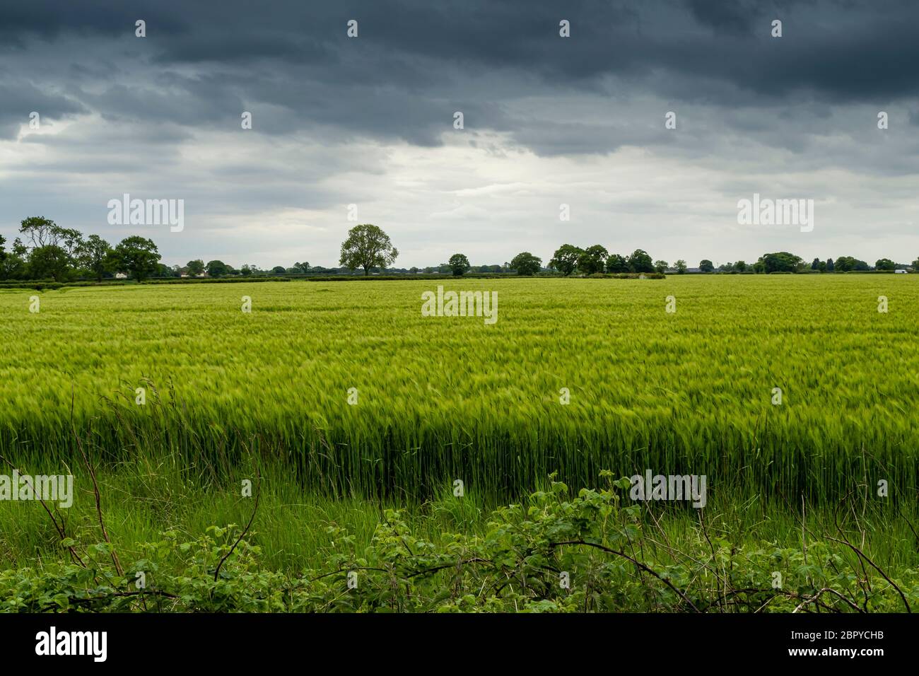Vista su un campo con grano verde in una giornata ventilata con alberi lontani e un cielo nuvoloso nel North Yorkshire, Inghilterra Foto Stock