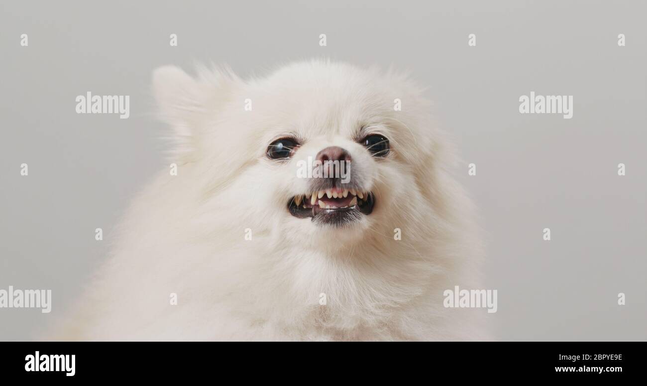 Il cane di Pomerania si arrabbia Foto Stock
