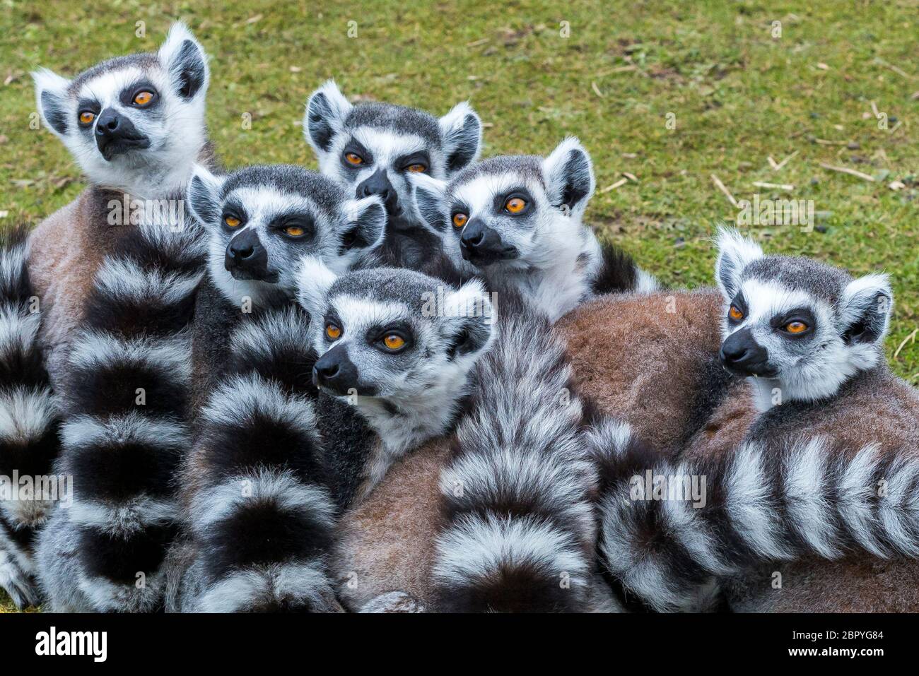 Lemuri,Blackpool Zoo,Blackpool, Lancashire, Inghilterra,uk,l'Europa Foto Stock