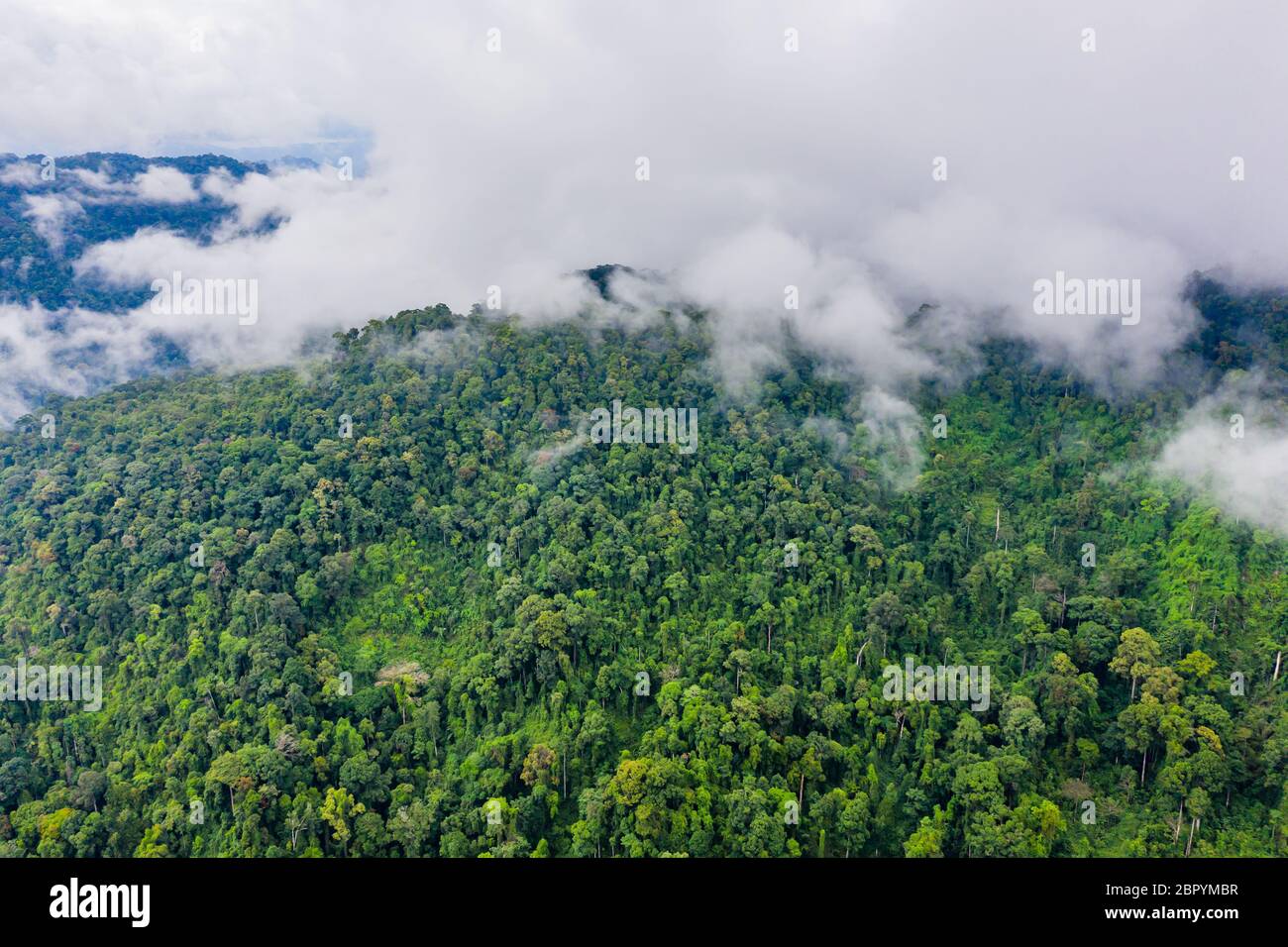 Vista aerea di nubi e nubi che si innalzano da una bella foresta pluviale tropicale a seguito di una grande tempesta di pioggia. Foto Stock