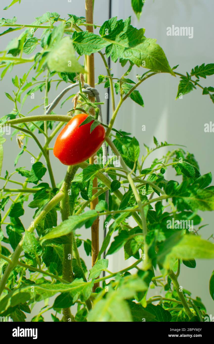 il pomodoro rosso cresce su un ramo. che coltiva verdure a casa Foto Stock