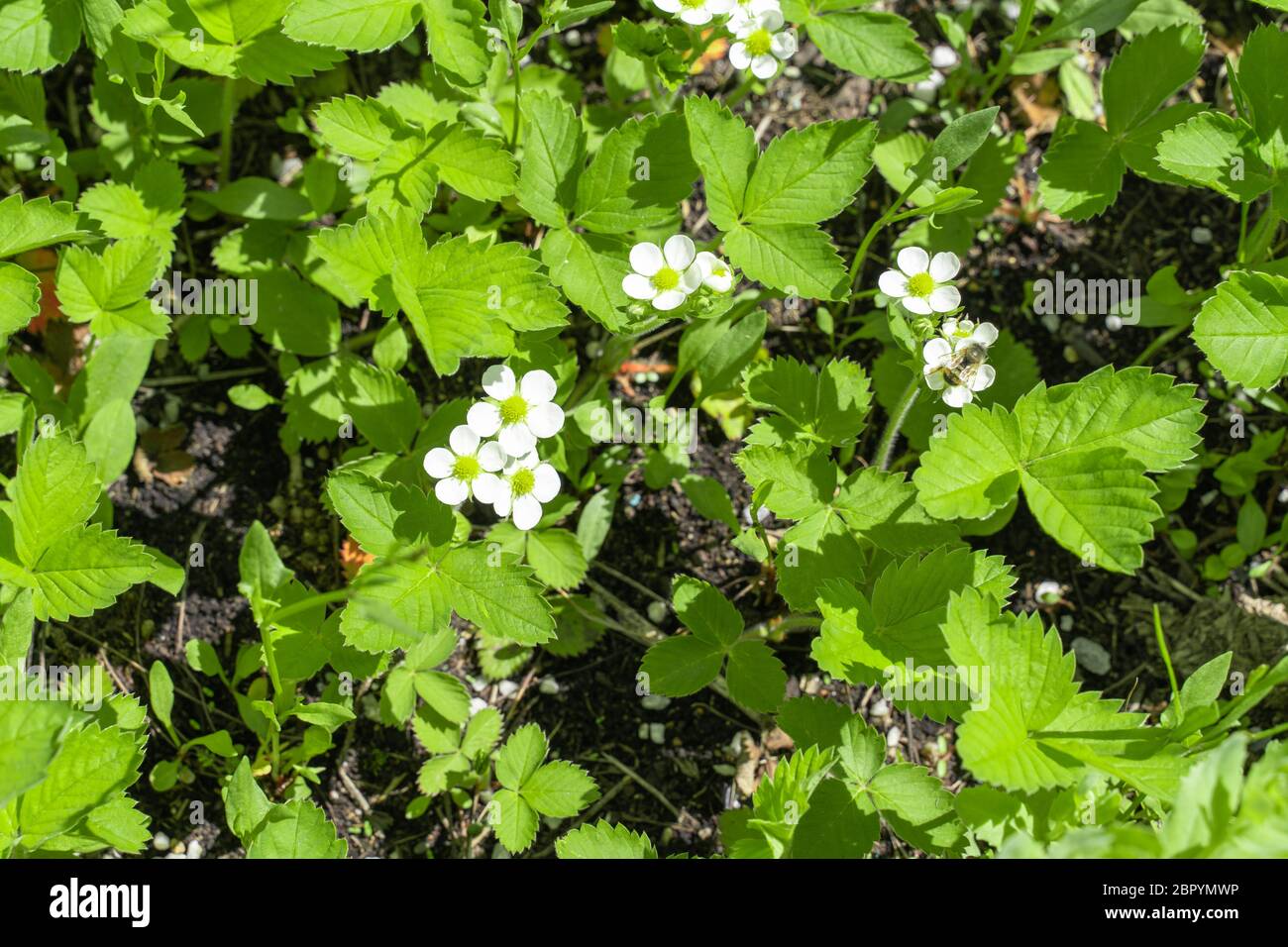 fragole fiorite. verde primavera background.piccoli fiori bianchi Foto Stock
