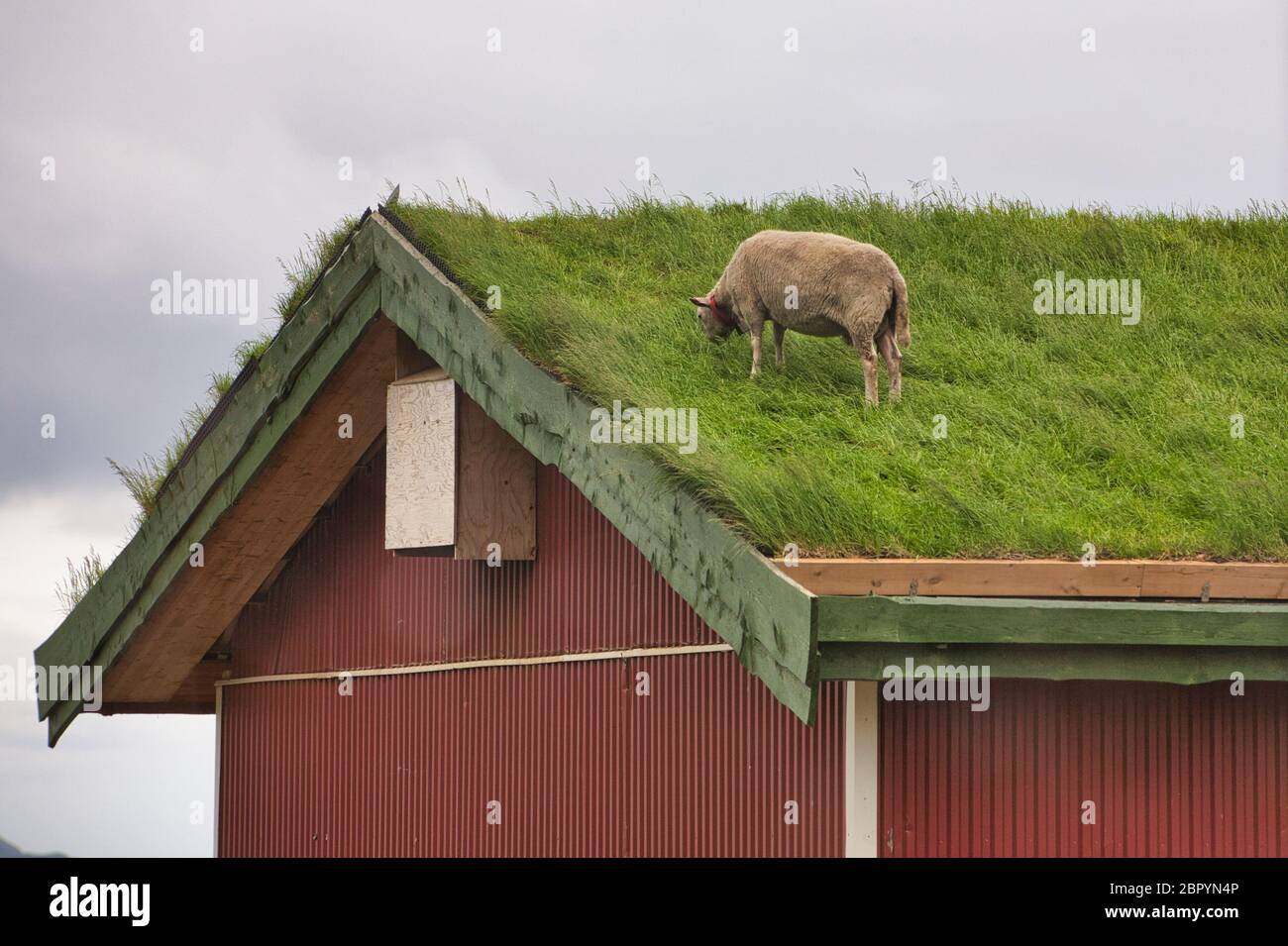 Una pecora pascola l'erba su un tradizionale edificio coperto di erba sintetica nella Norvegia occidentale Foto Stock