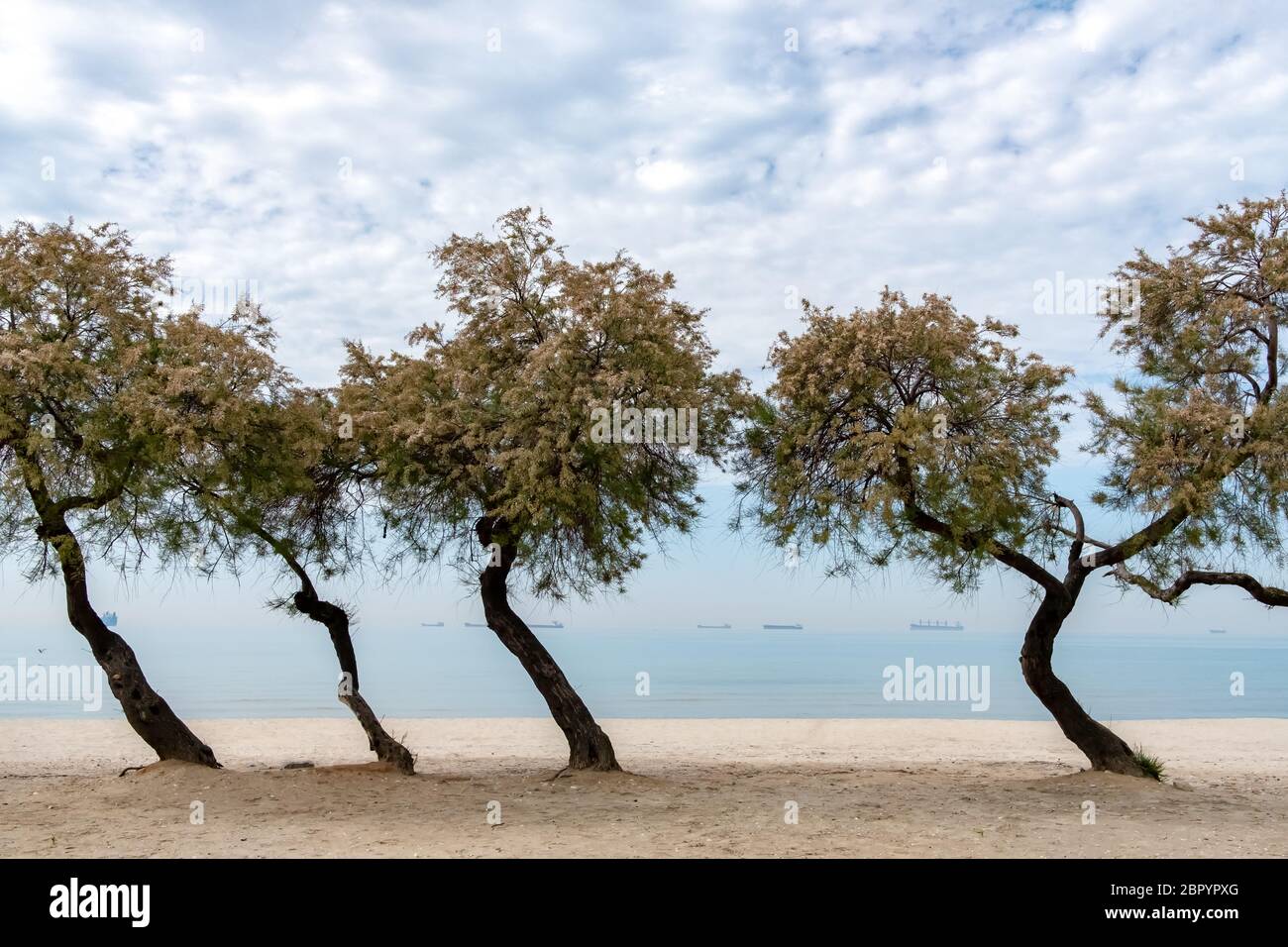 Alberi Crooked sul mare a istanbul. Alberi Crooked sulla spiaggia. Mar di Marmara. Foto Stock