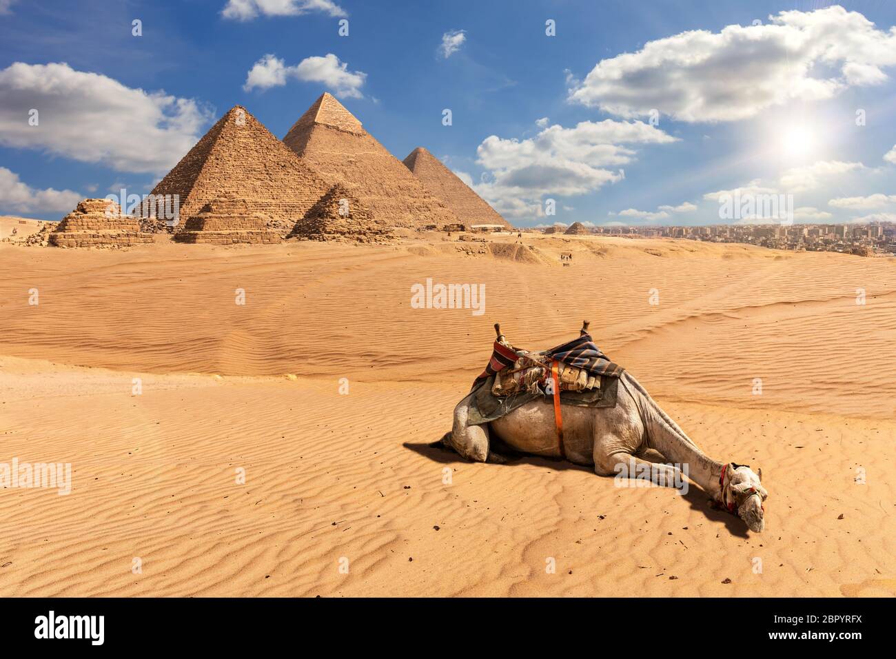 Le Piramidi di Giza e un cammello nel deserto, Egitto. Foto Stock