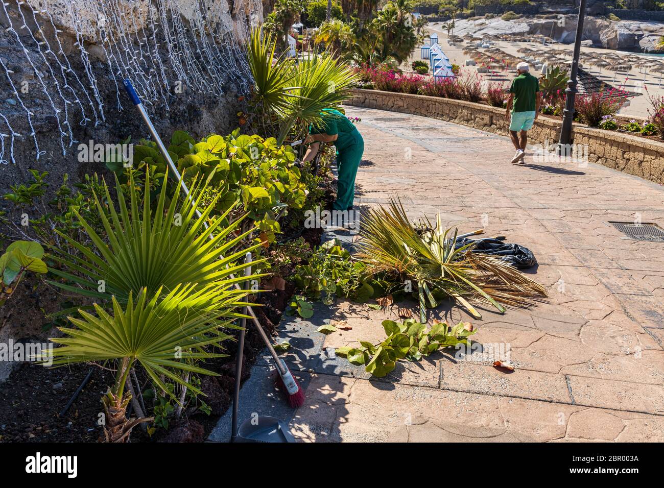 Giardiniere al lavoro sui giardini al Mirador sopra la spiaggia di Playa del Duque durante la fase uno di de-escalation del Covid 19, coronavirus, stato di em Foto Stock