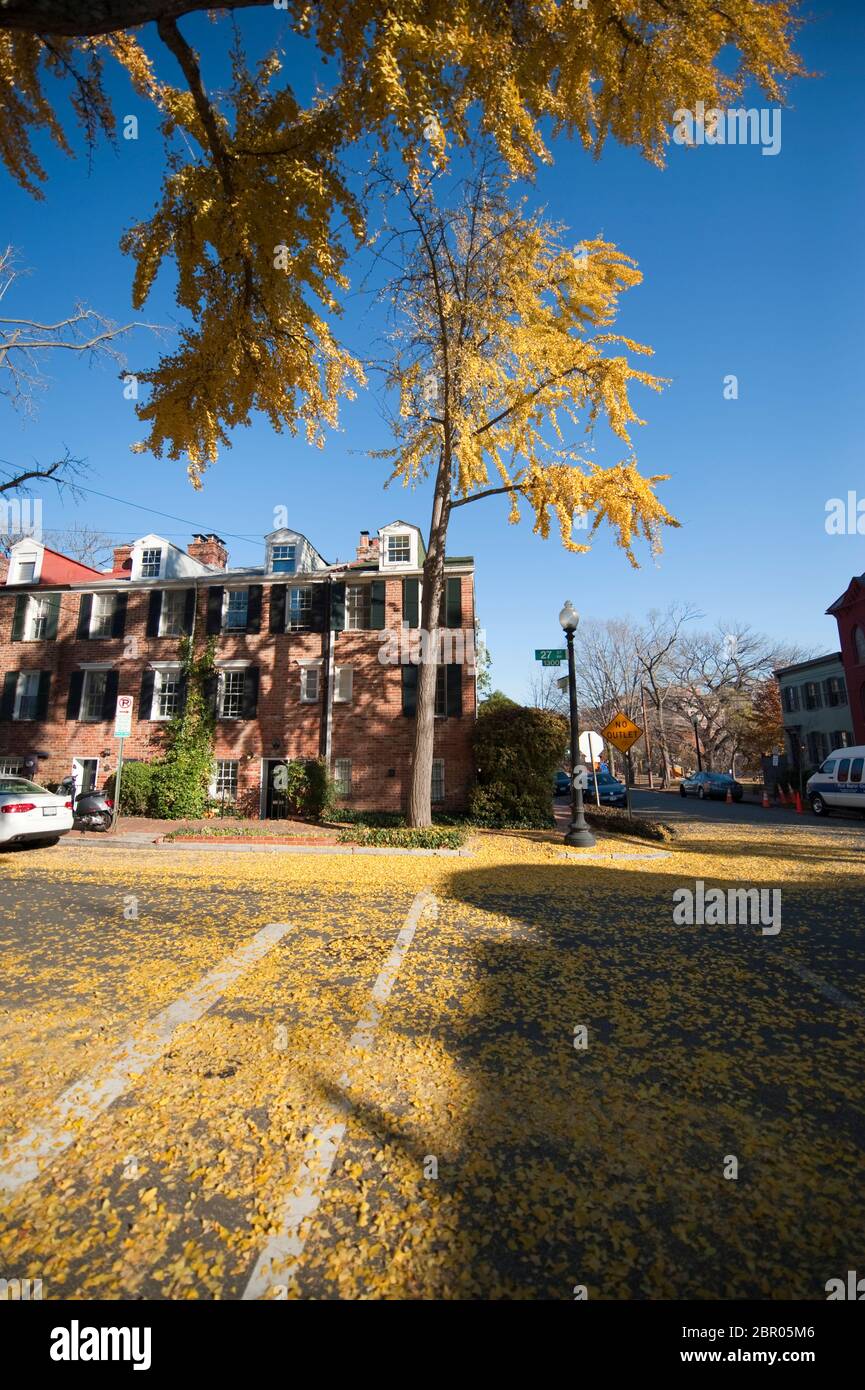 Le foglie di Ginko coprono una strada in autunno nel quartiere storico di Georgetown, Washington DC, USA Foto Stock
