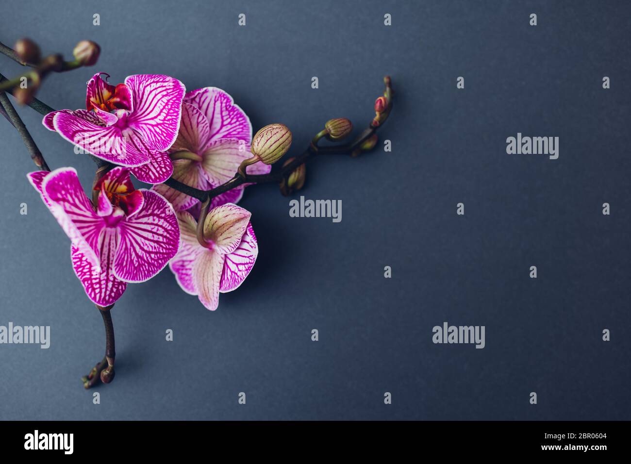 Fiori di orchidea viola con righe di vene viola su sfondo grigio. Bucarest specie. Spazio Foto Stock
