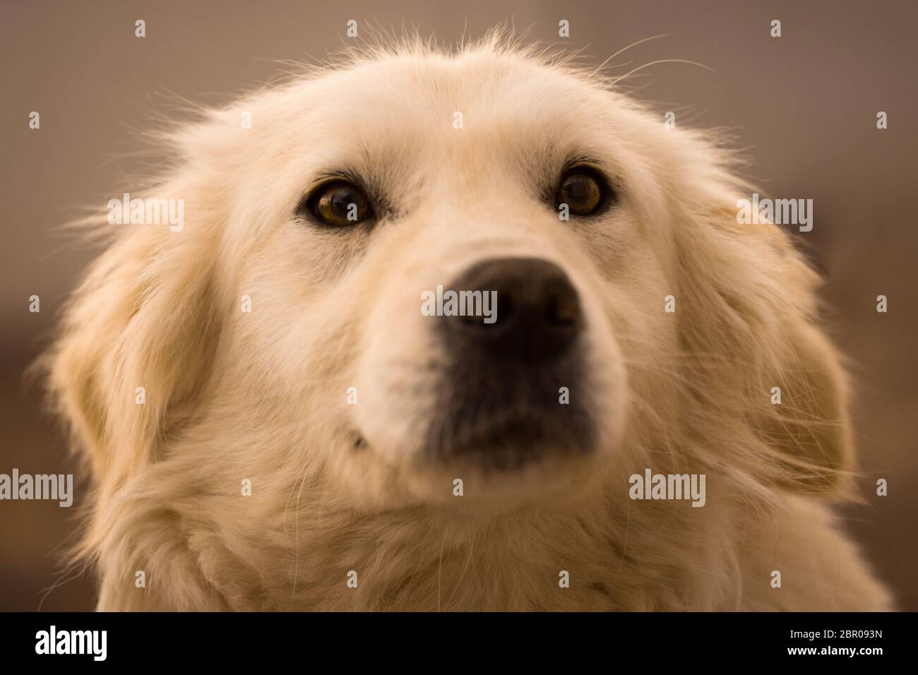 Ritratto animale di labrador retriever cane o misto sangue cane. Foto Stock