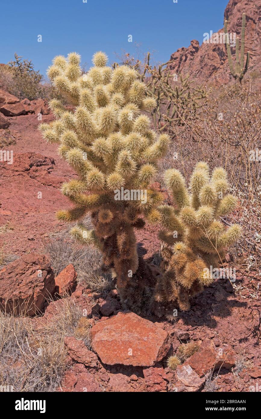 Teddy Bear Cholla su un deserto sentiero di montagna in Ajo montagne di organo a canne Cactus National Monument in Arizona Foto Stock