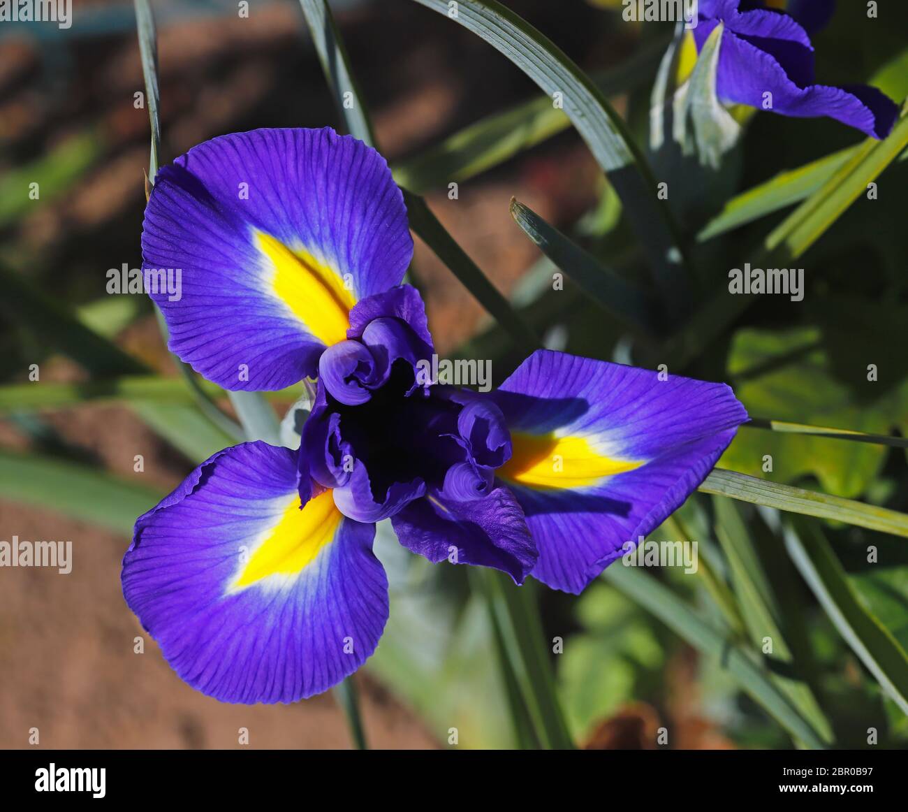 Un Iris blu visto dall'alto al confine di un giardino inglese. Foto Stock