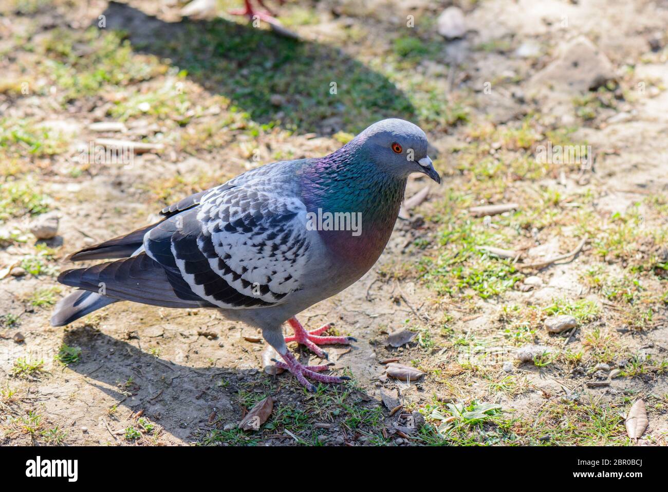 Un pidgeon mi sta guardando prendendo un foto Foto Stock