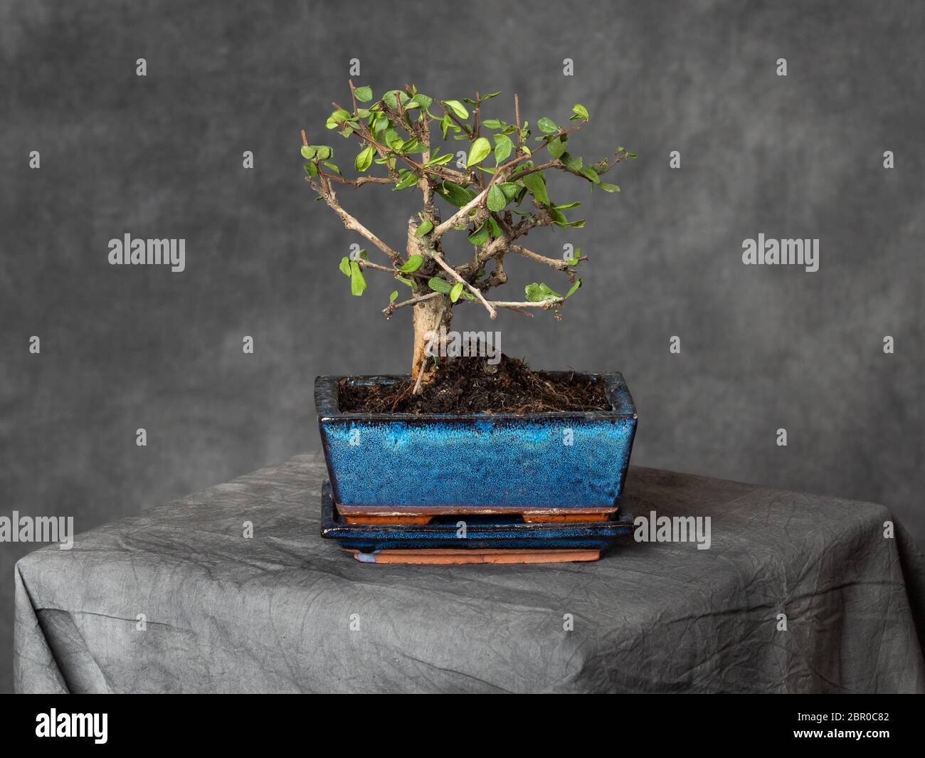 Un albero di Bonsai in un piatto cinese giapponese blu su sfondo bianco Foto Stock