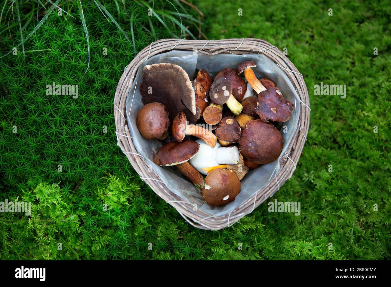 Funghi raccolti in un cestino nella foresta Foto Stock