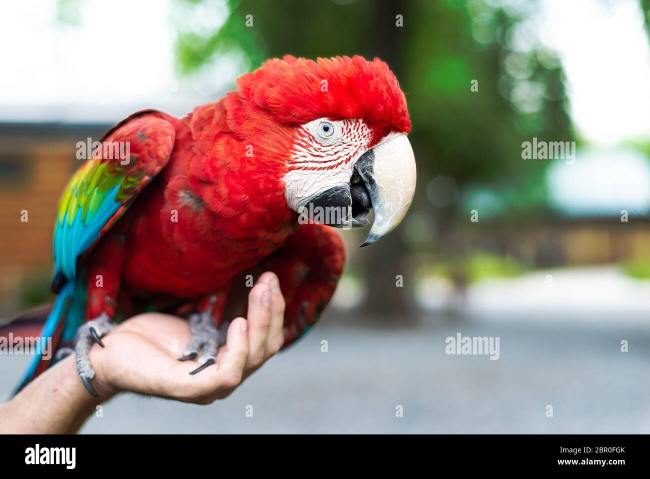 Un macaw rosso e verde appollaiato su una mano umana Foto Stock