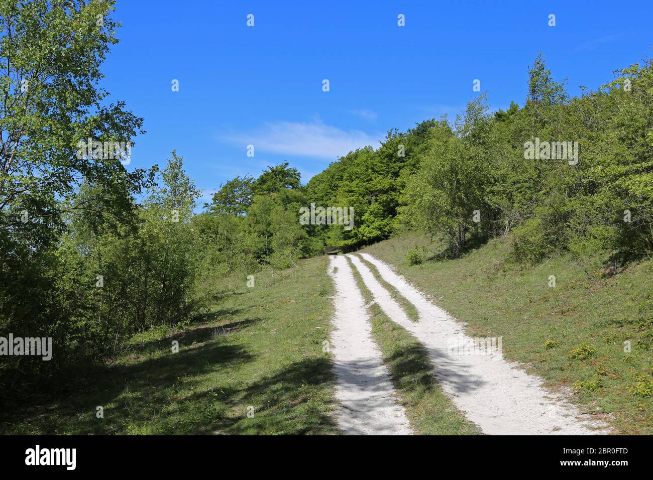 Blatchford Downs, Pilgrim's Way (North Downs Way), Surrey Hills AONB, North Downs, Dorking, Inghilterra, Gran Bretagna, Regno Unito, Regno Unito, Europa Foto Stock