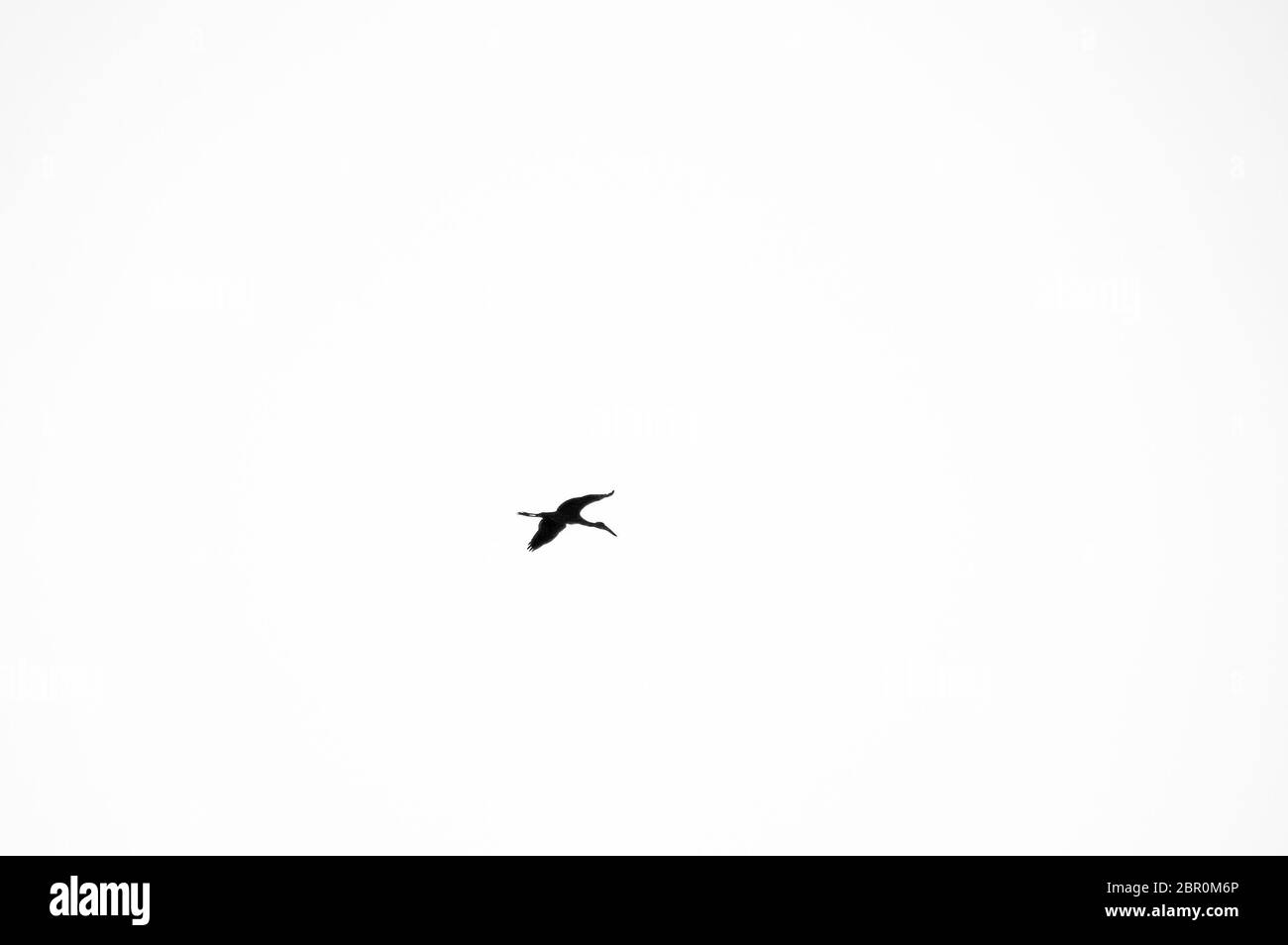 Un uccello che vola in cielo nuvoloso Foto Stock