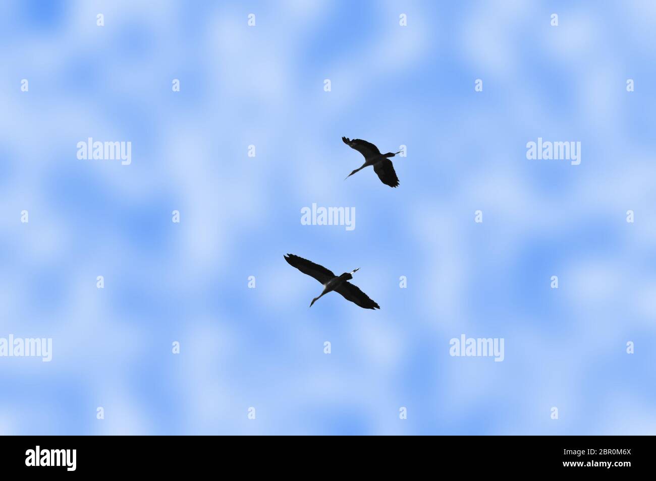 Due uccelli che volano nel cielo azzurro nuvoloso Foto Stock