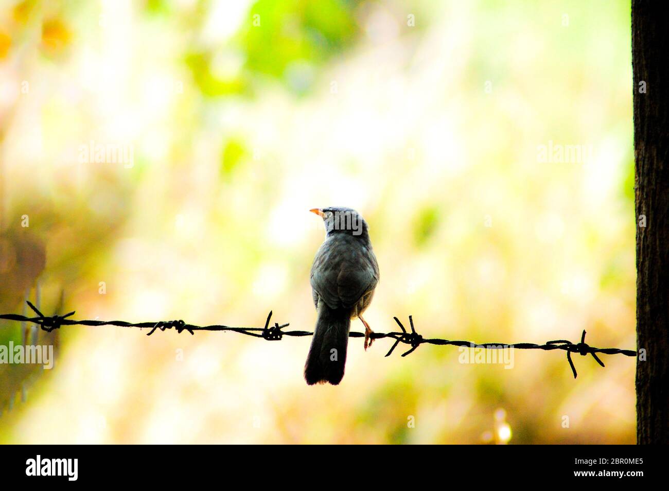 Un uccello seduto a guardare su un filo spinato Foto Stock