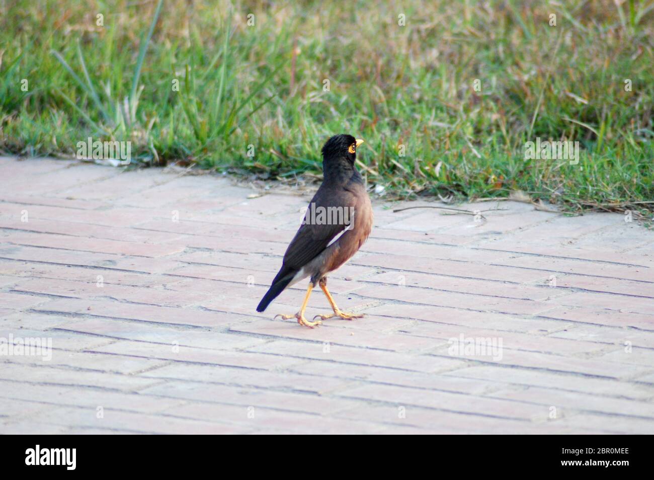 Un uccello mynese che cammina su un pavimento in cemento Foto Stock