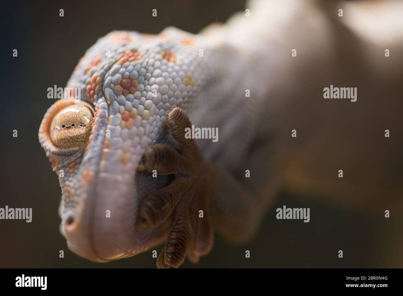 Lucertola che cammina sul vetro, primo piano. Macularius o gecko leopardo mostra il suo occhio queer. Gecko con pelle bianca e macchie arancioni su sfondo sfocato, messa a fuoco selettiva. Rettili e concetto di vita selvaggia Foto Stock