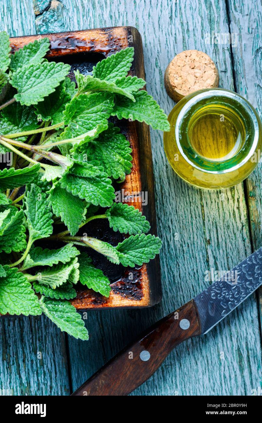 Aroma essenziale olio con melissa su sfondo di legno.impianto di Melissa.Melissa Foto Stock
