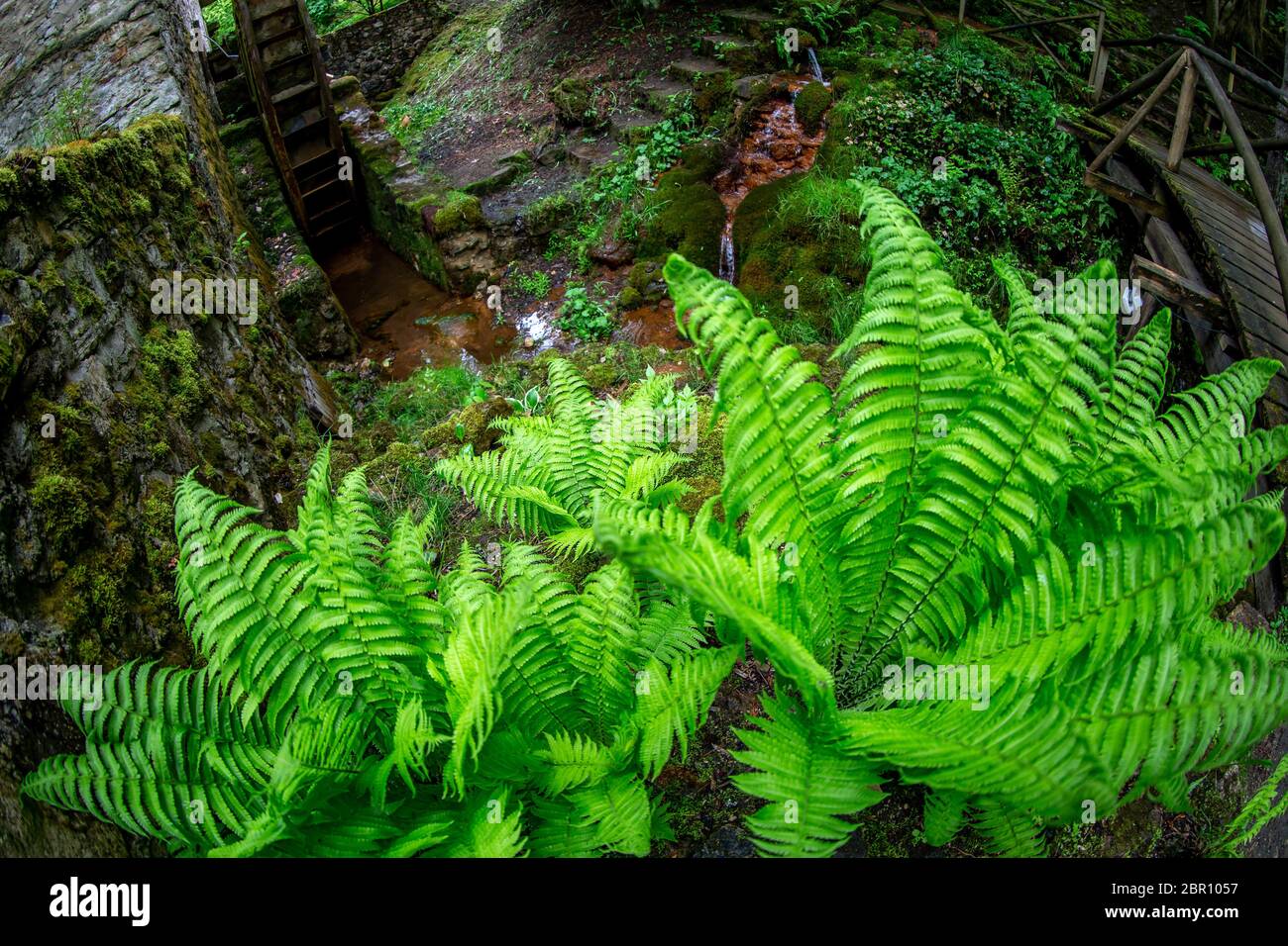 Felci, stream, ponte di legno e il vecchio mulino ad acqua nel bellissimo parco della foresta in Lettonia. Girato con un obiettivo fisheye. Foto Stock