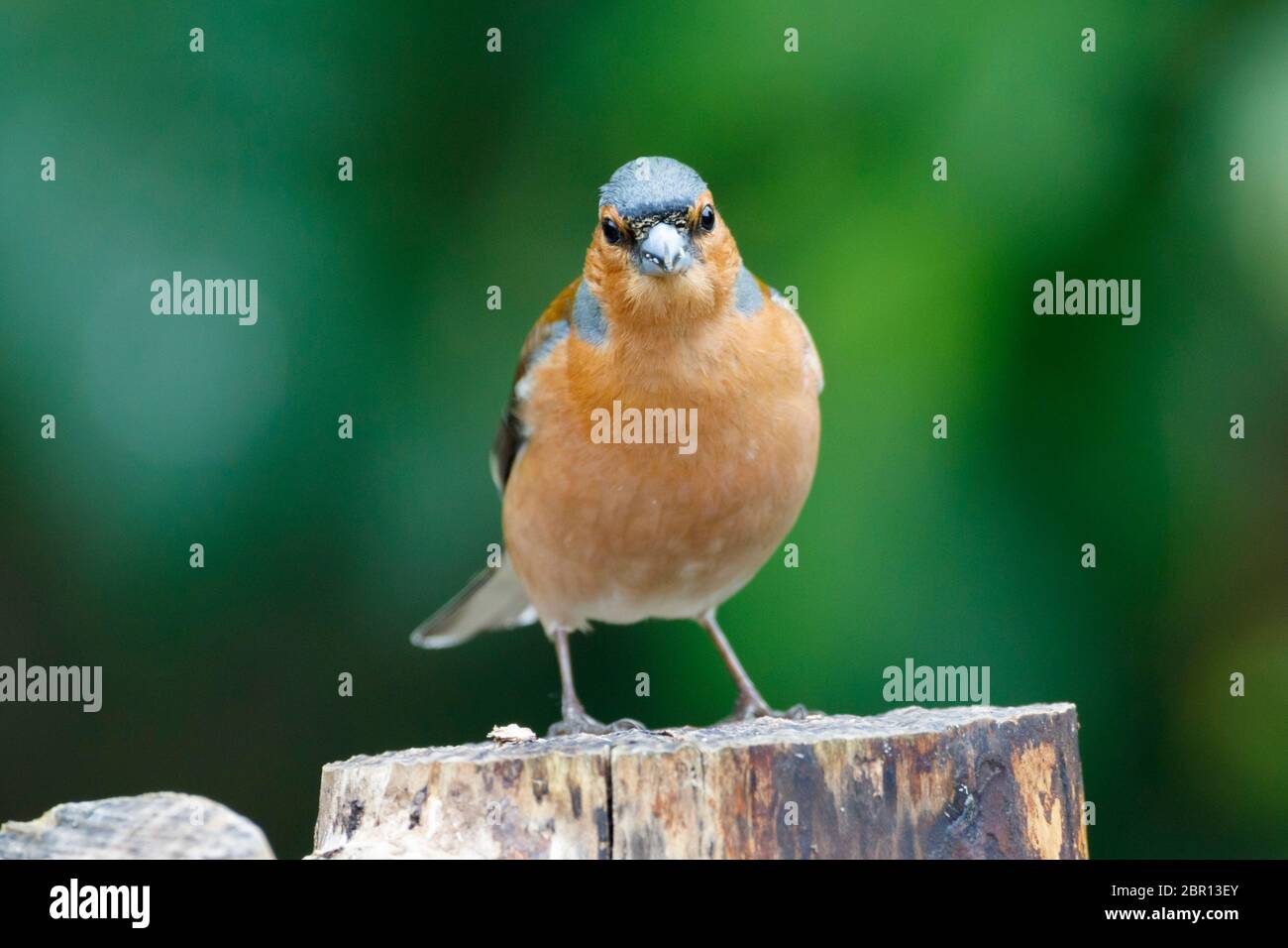 Chaffinch maschio (coelebs Fringilla) giardino britannico Foto Stock