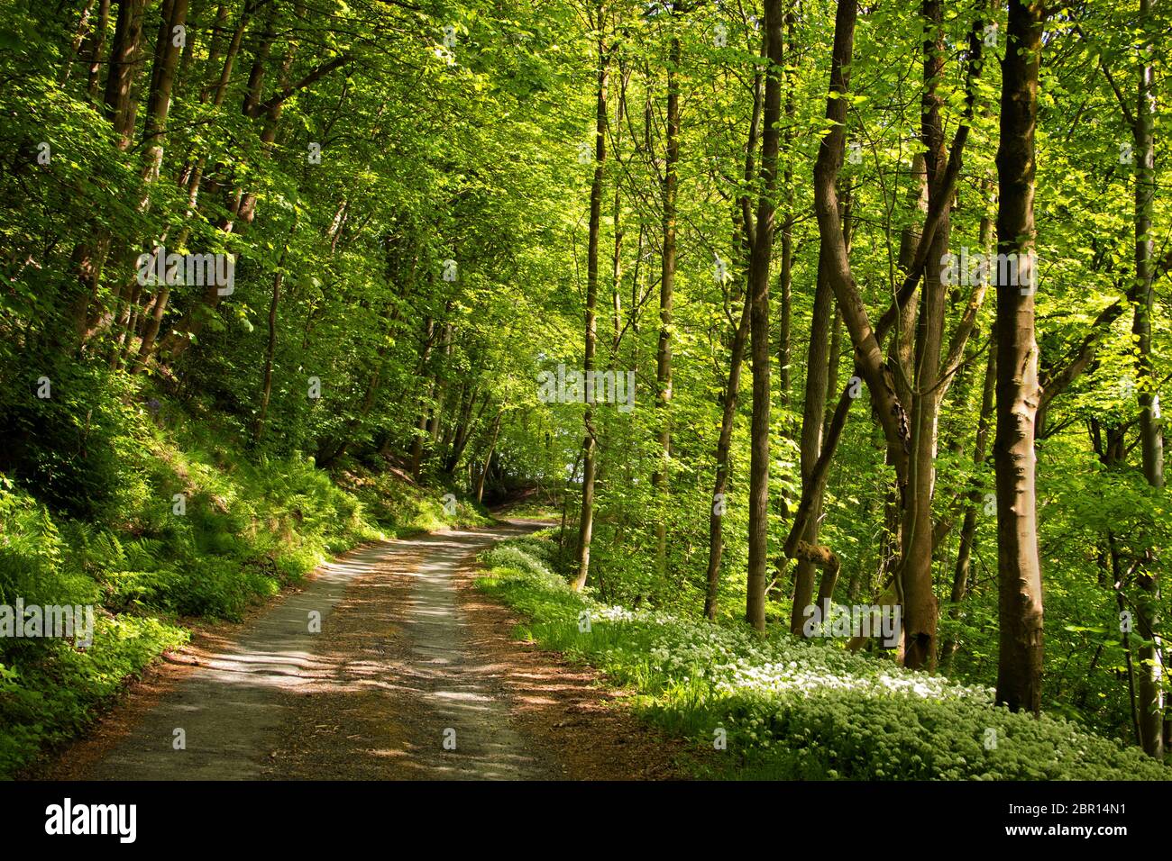 La luce di primavera abbracca il bosco che circonda la pista agricola Foto Stock