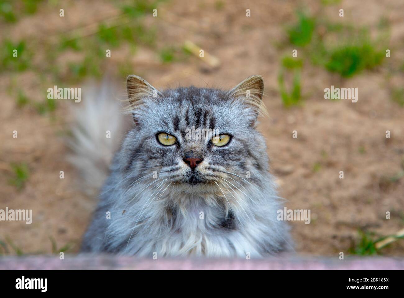 Ritratto di un gatto furry con occhi enormi. Foto Stock