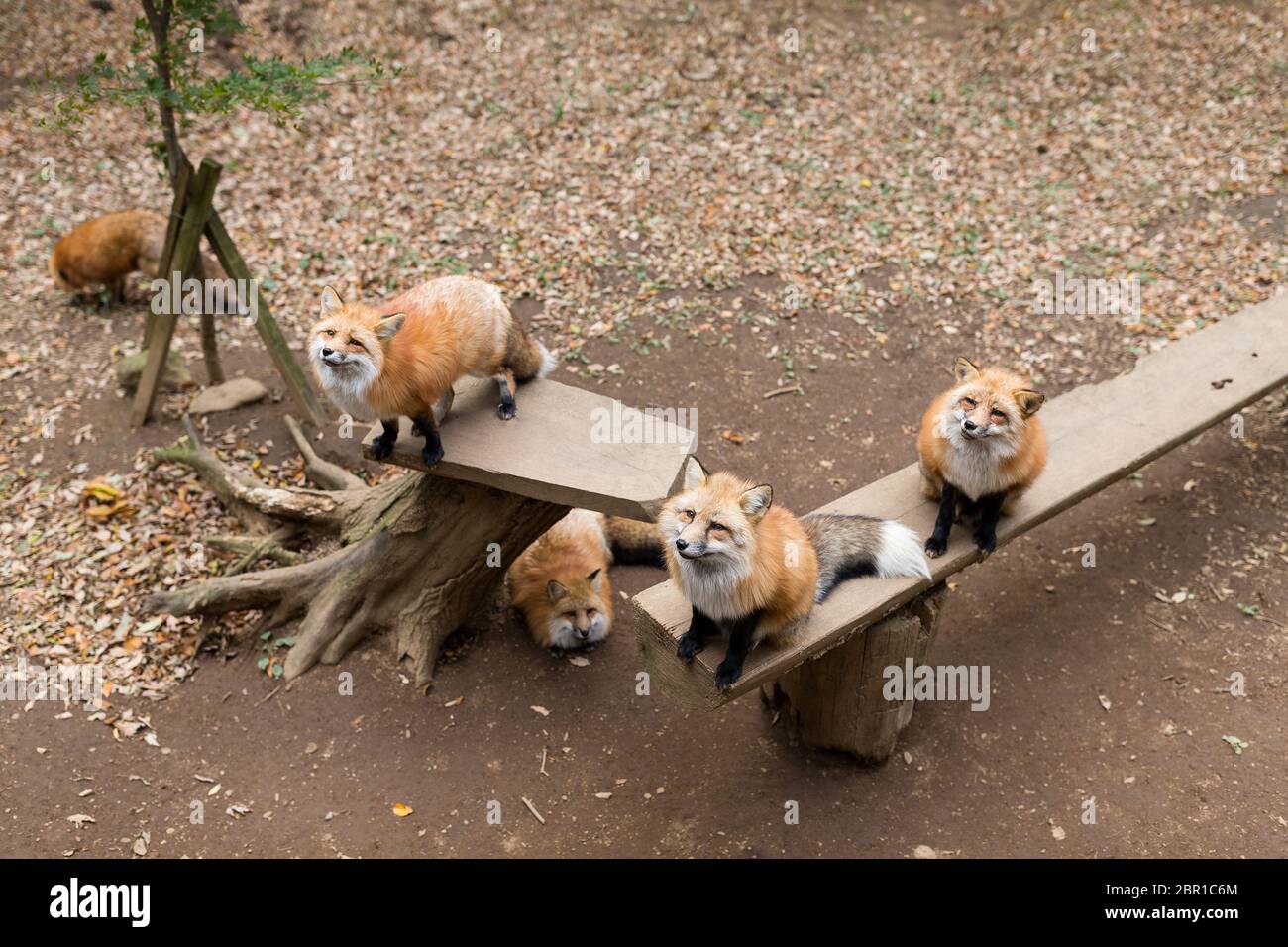 Gruppo di Fox guardando in alto e in attesa di cibo Foto Stock