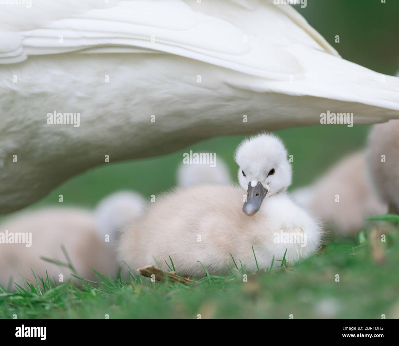 Cigno neonato, o cygnet, sotto la protezione del cigno materno (penna) Foto Stock