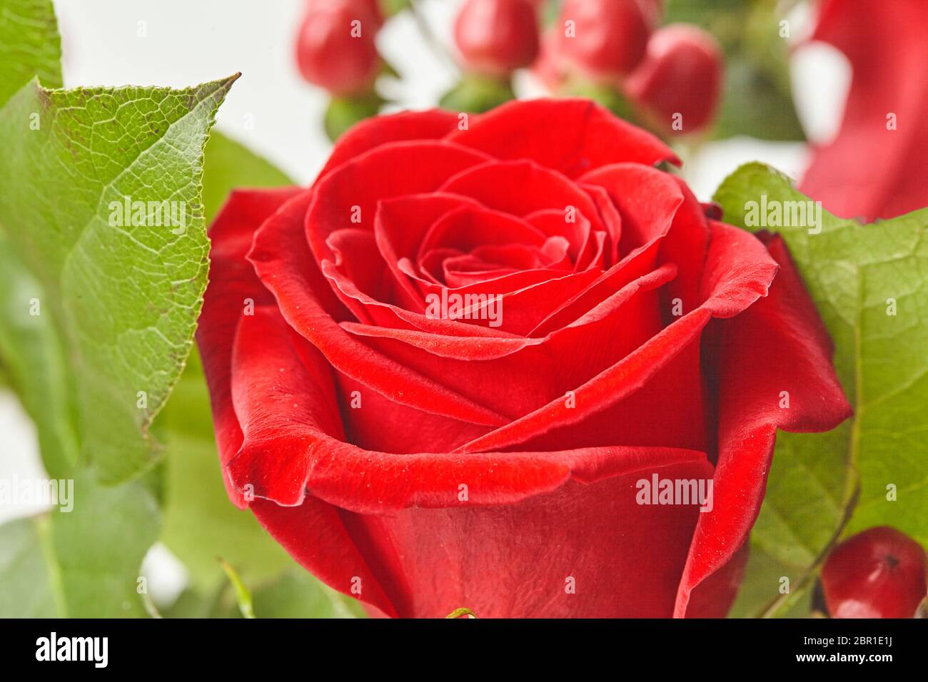 bel fiore primo piano rosa rossa su sfondo Foto Stock