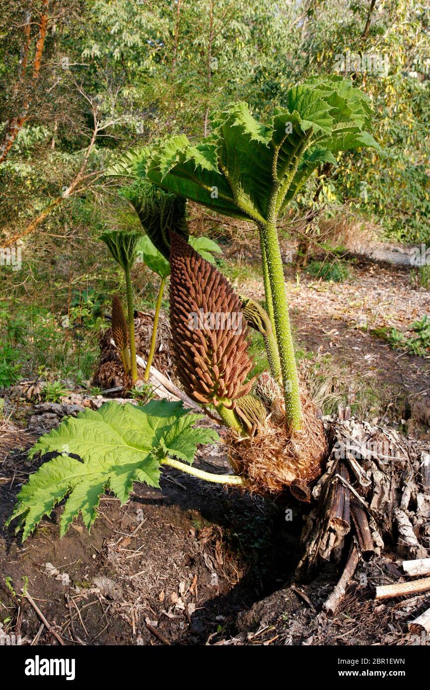 Gigantesca pianta di Gunnera in primavera che mostra i gambi spinoso e il fiore Foto Stock